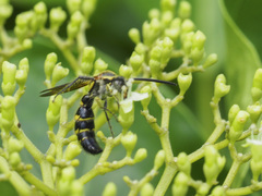 Phalerimeris phalerata