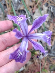 Iris hartwegii australis