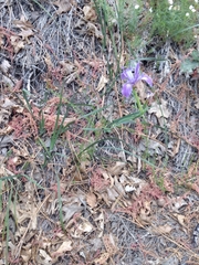 Iris hartwegii australis