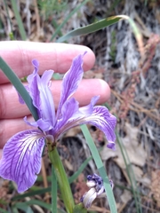 Iris hartwegii australis