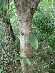 Sideroxylon lycioides
