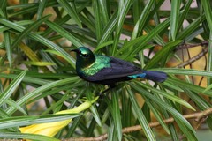 Cinnyris bifasciatus