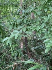 Sideroxylon lycioides