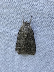 Acronicta impleta