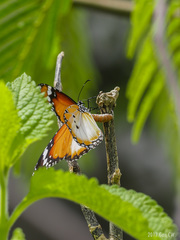 Danaus chrysippus chrysippus