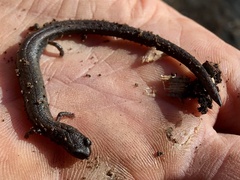 Batrachoseps diabolicus