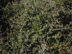 Coprosma propinqua propinqua
