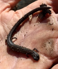 Batrachoseps diabolicus