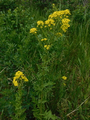Rorippa amphibia