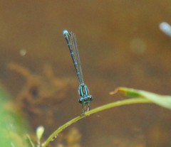 Enallagma exsulans