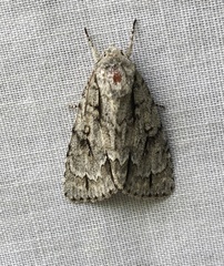 Acronicta hasta