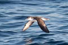 Puffinus lherminieri