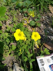 Oxalis pes-caprae