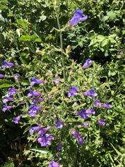 Penstemon laetus