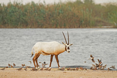 Oryx leucoryx