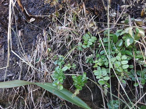 Image of Veronica obtusata by (c) Jacqui Geux, some rights reserved (CC BY)