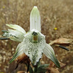 Chloraea piquichen