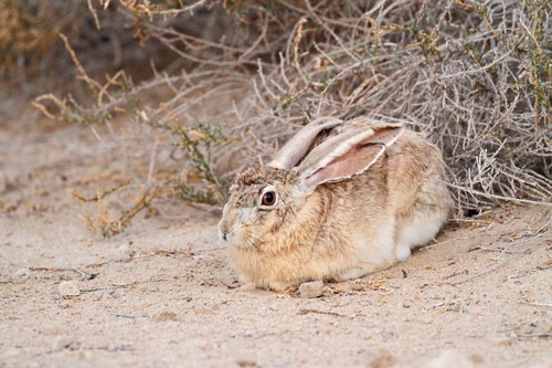 Cape Hare
