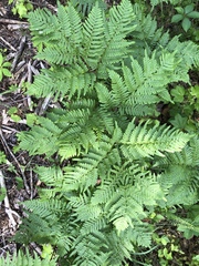 Pteridium latiusculum