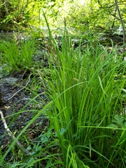 Carex lenticularis