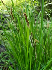 Carex lenticularis