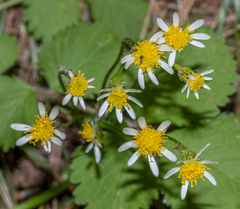 Senecio integerrimus ochroleucus