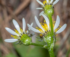 Senecio integerrimus ochroleucus