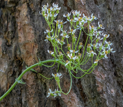 Senecio integerrimus ochroleucus