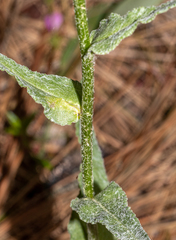 Senecio integerrimus ochroleucus