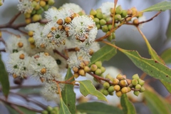 Eucalyptus diversifolia diversifolia