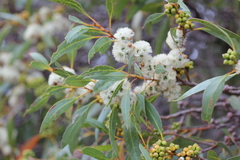 Eucalyptus diversifolia diversifolia