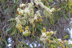 Eucalyptus diversifolia diversifolia