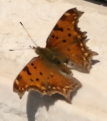Polygonia egea