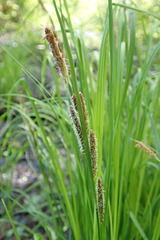 Carex lenticularis