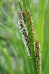 Carex lenticularis