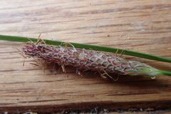 Carex lenticularis