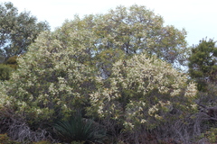 Eucalyptus diversifolia diversifolia