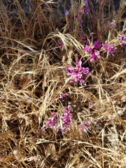 Clarkia xantiana