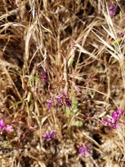 Clarkia xantiana