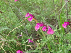 Salvia greggii