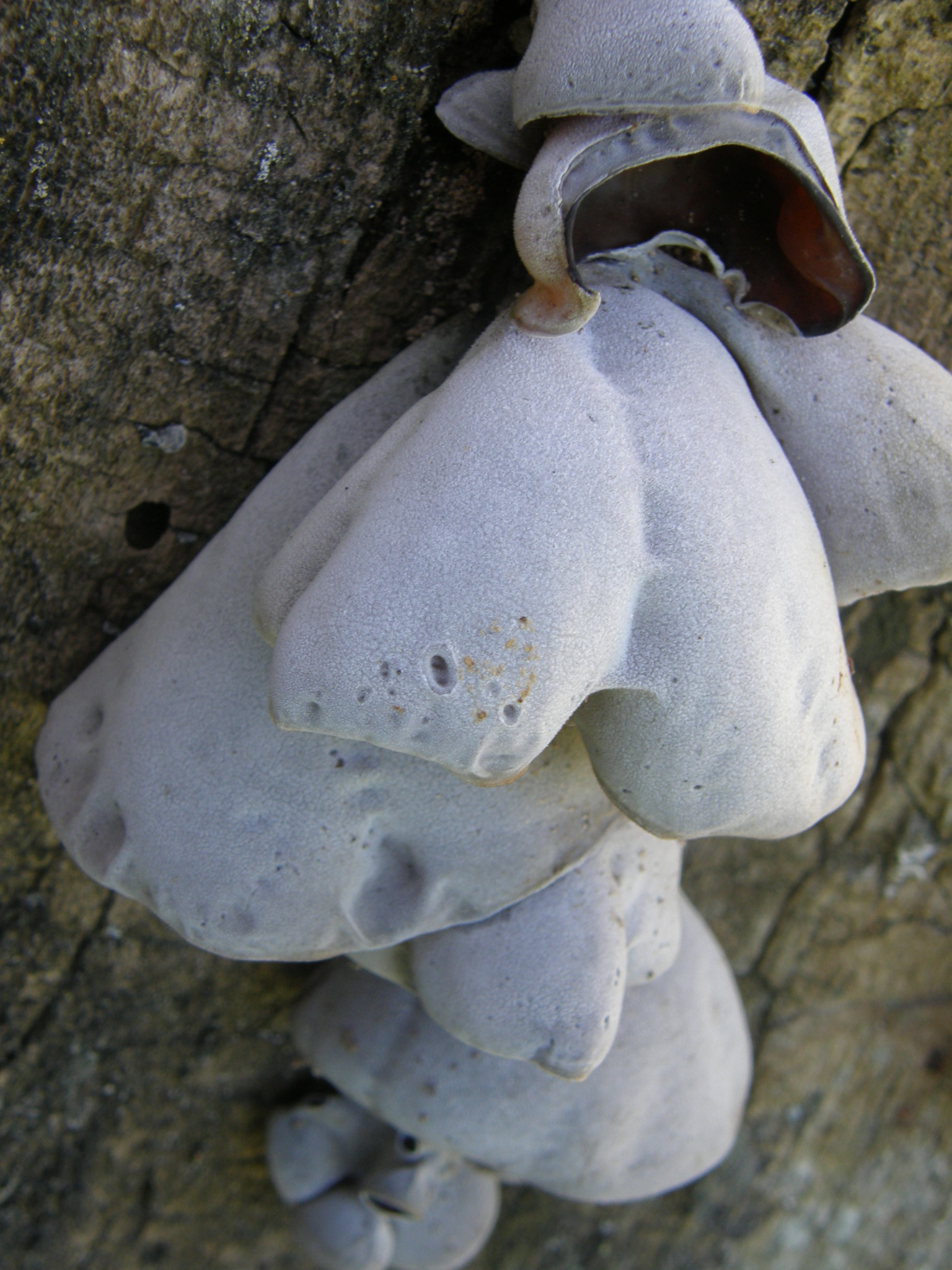 Auricularia cornea image