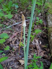 Arisaema dracontium