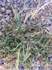 Erodium brachycarpum