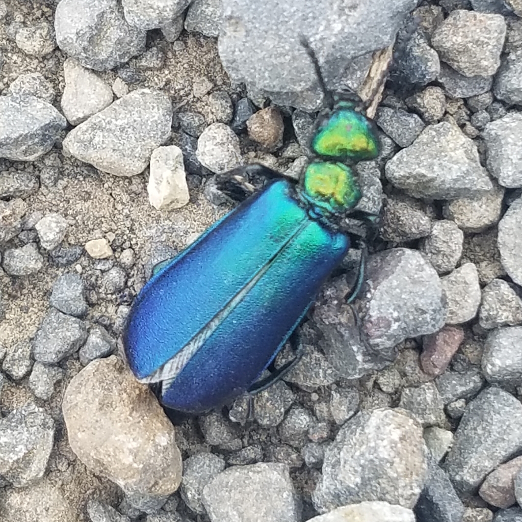 Green Blister Beetle