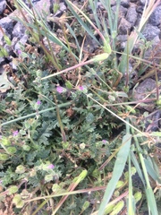 Erodium brachycarpum