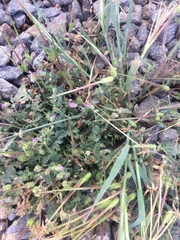 Erodium brachycarpum
