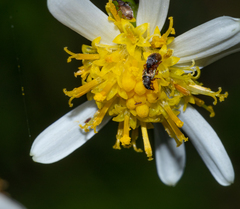 Senecio integerrimus ochroleucus