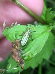 Leptopterna dolabrata