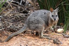 Notamacropus eugenii