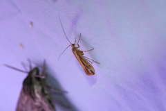 Limnephilus ornatus